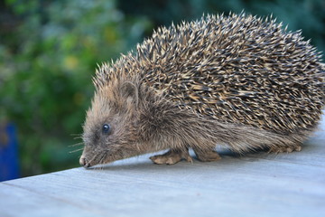 Igel von der Seite auf Holz vor grüner Natur 