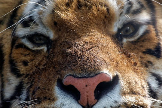 Siberian tiger