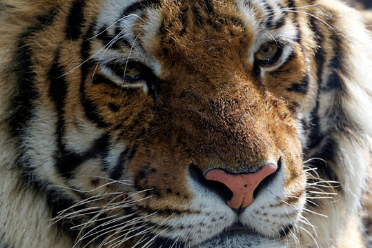 Siberian tiger