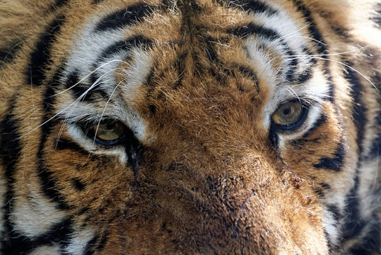 Siberian tiger
