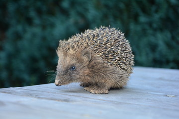Igel sitzt auf einem Holztisch vor grüner Natur
