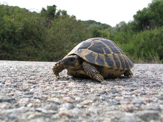 Turtle - Corsica - France
