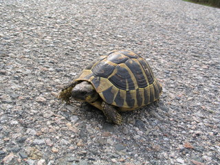 Turtle - Corsica - France