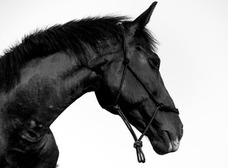 horse BW