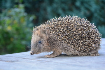 Igel von der Seite steht auf einem Holztisch vor grüner Natur 