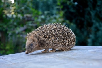Igel läuft auf Holztisch vor grüner Natur