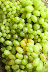 Plenty of ripe sweet grapes