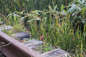 plants in garden