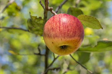 Ripe apple hangs in a sunlit tree with blurred background