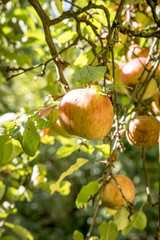 Ripe apple hangs in a sunlit tree with blurred background