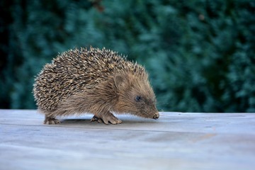 Igel auf Holztisch vor grüner Natur mit Textfreiraum