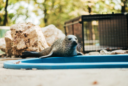 Image of a seal in the zoo.