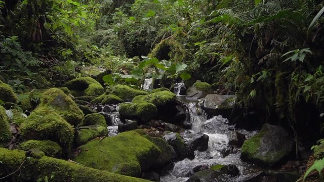 A clearwater stream flowing in slow motion through montane rainforest at 1.900m elevation in the Cordillera del Condor, a site of high biodiversity and endemism in southern Ecuador