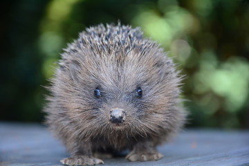 Igel ganz nah, von vorne vor grüner Natur mit Bokeh