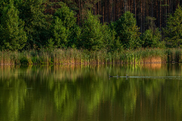 rodzina czarnych perkozów na spokojnym jeziorze	