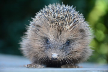 Igel von vorne , sitzt auf Holz vor grüner Natur 