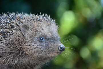 Kopf eines Igel, schaut nach rechts, mit grünem Natur Bokeh