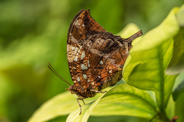 edelschmetterling