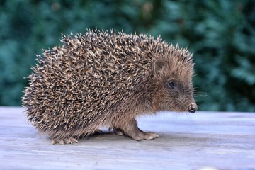 Igel von der Seite, sitzt auf Holz mit grüner Natur