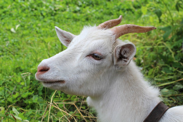 Homemade goats in the pen on farm