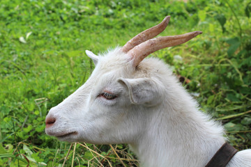 Obraz premium Homemade goats in the pen on farm