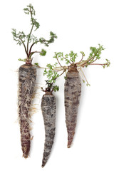 High angle view of rotting black/purple carrots, cut out on a white background. Roots continue to grow on the surface of one carrot.