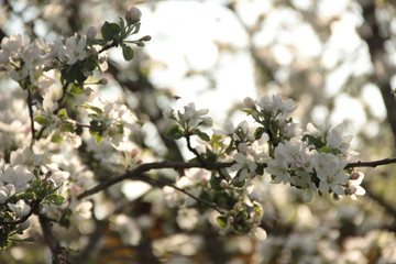 tree in the garden