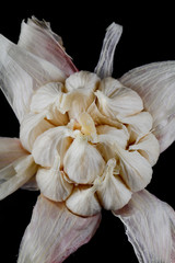 High angle view of a fresh head of garlic, with its moist skin peeled back, on a black background. 