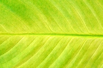Green leaf background