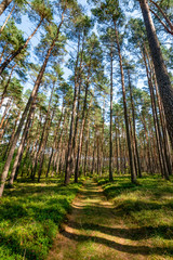 leśna ścieżka © Kamil_k2p