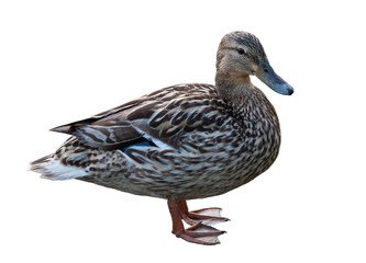 Duck, isolated on white