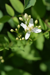 Erect clematis