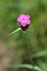 Croatian pink