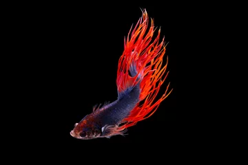 Fensteraufkleber Der bewegende Moment schön von siamesischen Betta-Fischen oder Splendens-Kampffischen in Thailand auf schwarzem Hintergrund. Thailand nannte Pla-kad oder Kronenschwanzfisch. © Soonthorn