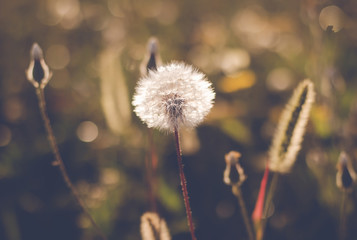 Plants in the morning sun