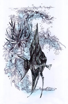 Pterophyllum, aquarium drawing.