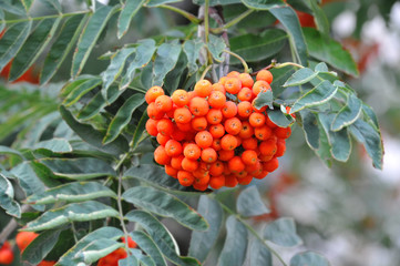 Rowan berries, Mountain ash (Sorbus)