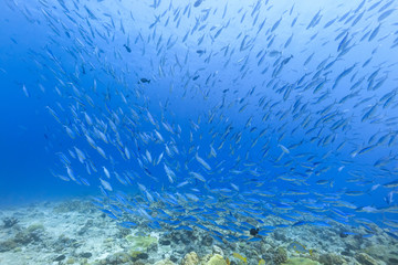 Fototapeta na wymiar Palau Diving - Flock of Blue and gold fusilier