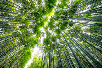 Low angle view beautiful green Bamboo forest