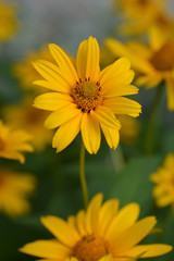 False sunflower Dauer Gold