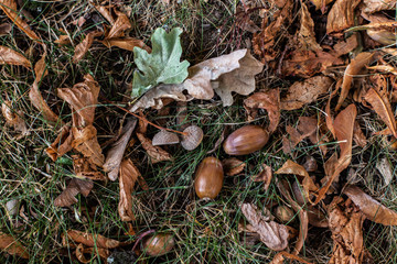 Eicheln im bunten Herbstlaub