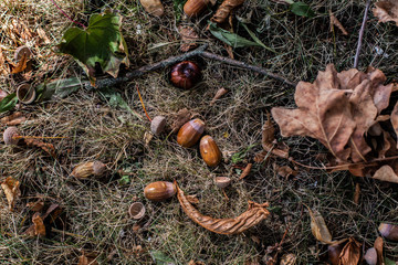 Eicheln im bunten Herbstlaub