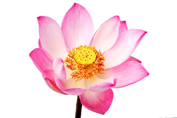 Obraz premium beautiful blooming lotus(water lily) flower isolated on white background