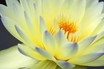 Tuinposter Lotusbloem close up of beautiful yellow lotus flower.