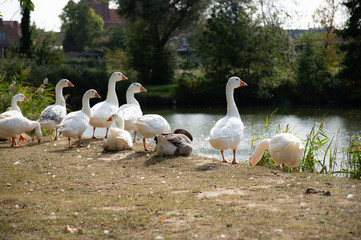 Goose at the lake