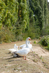 goose at the lake