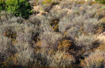 Nature background from dry yellow plants