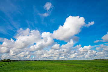 Fototapeta na wymiar Green grass field and bright blue sky. Latvia