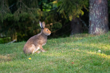 The European rabbit (Oryctolagus cuniculus)