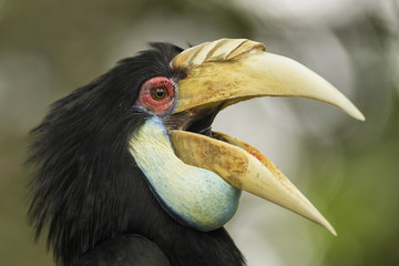 Wreathed Hornbill - Rhyticeros undulatus, beautiful colorful hornbill from Southeast Asian forests and woodlands.
